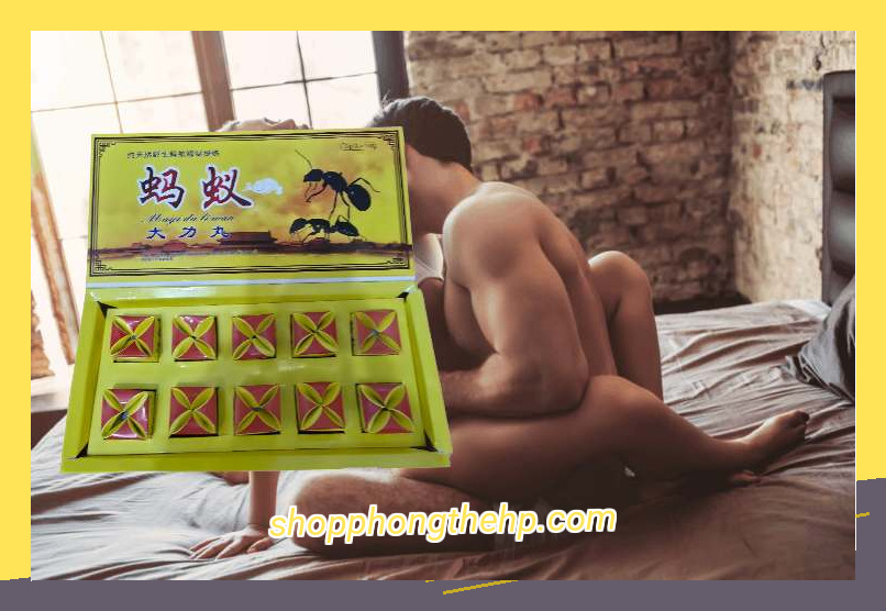 Địa chỉ mua Kiến Càng đen Tây Tạng tại Hải Phòng