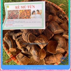 Cây Mú Từn Hải Phòng