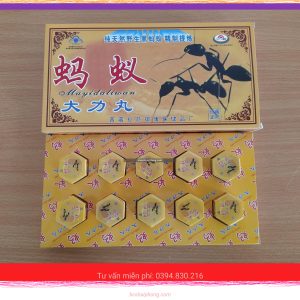 Địa chỉ mua Kiến Càng đen Tây Tạng tại Hải Phòng